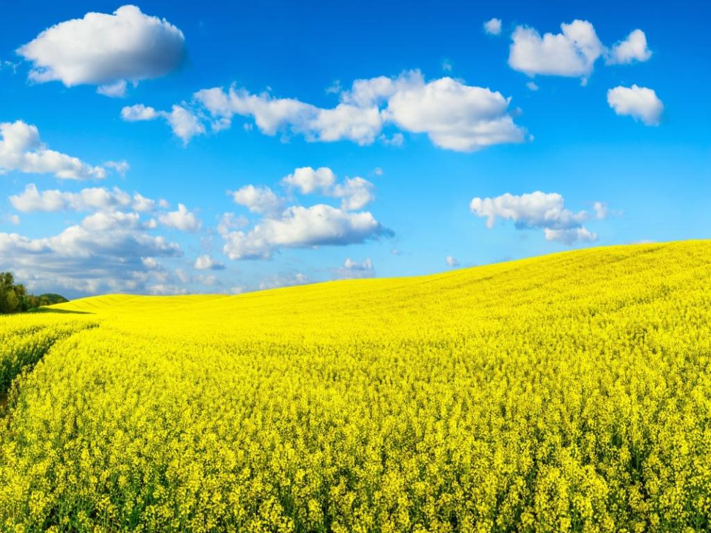 Sustainable Biomass - ISCC 