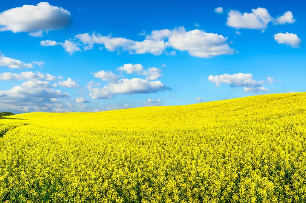 Sustainable biomass according to ISCC