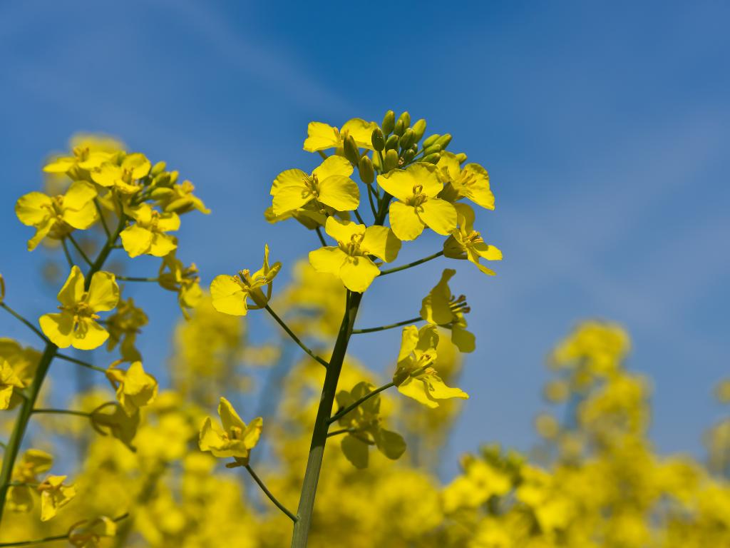 Nachhaltige Biomasse - REDcert